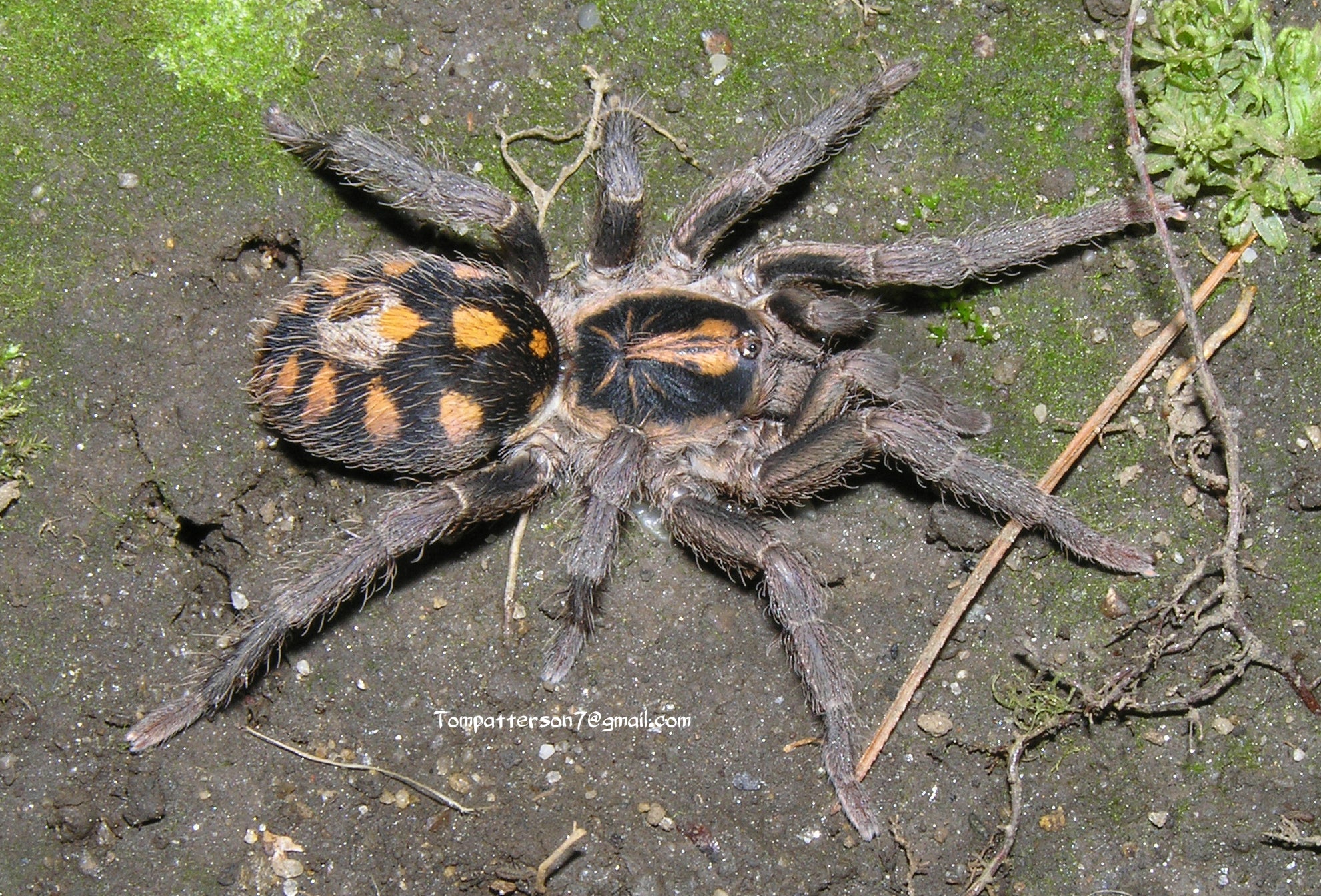 Hapalopus sp. “Colombia small/klein” 1/4” – Hardcore Arachnids