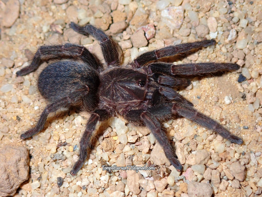 Brachionopus sp. Limpopo