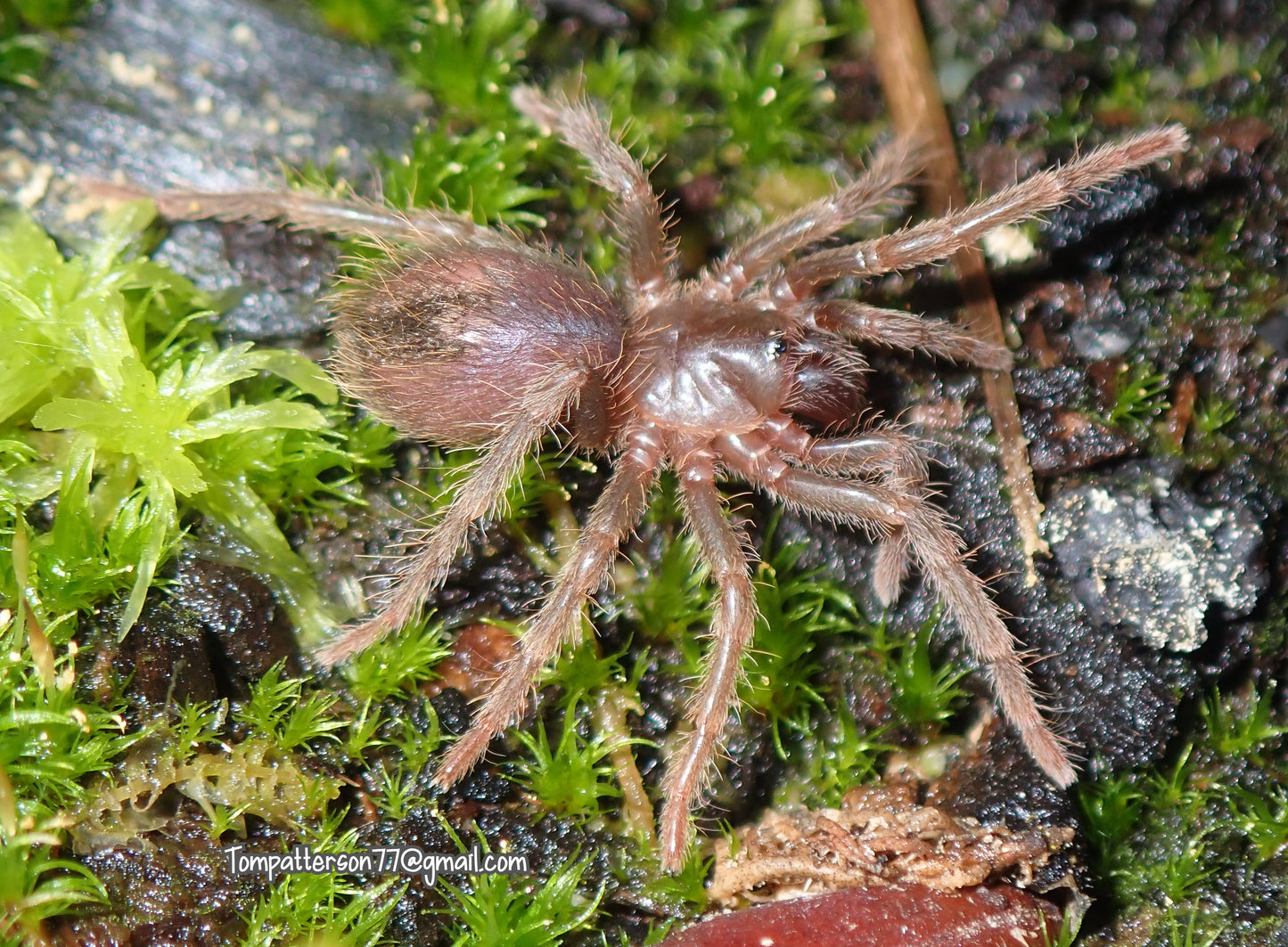 Theraphosinae sp. “Vulpes” 1/2”