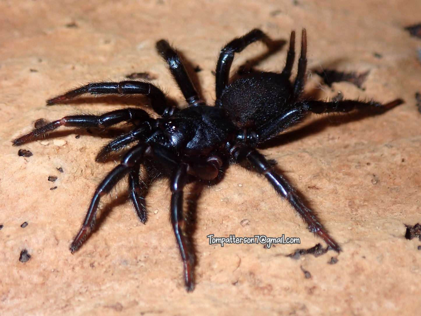 Macrothele sp. “Guangxi” 1.5”
