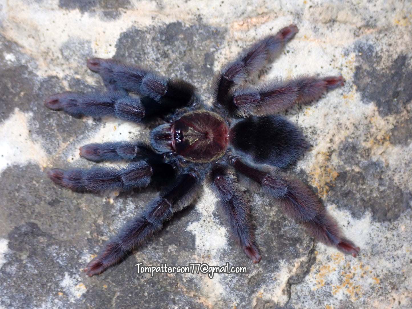 Psalmopoeus sp. 'Tono Negro' 3/4”