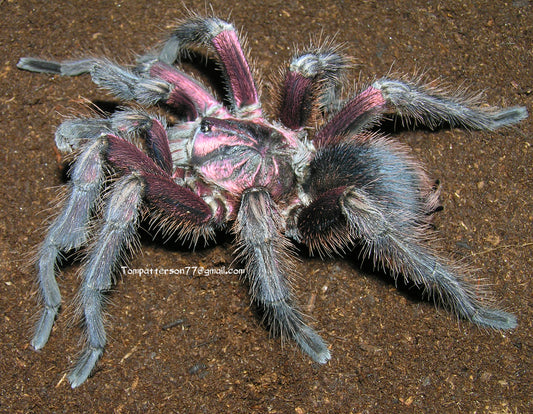 Phormictopus atrichomatus 3/4”