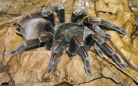 Pamphobeteus sp. "Platyomma"  1”