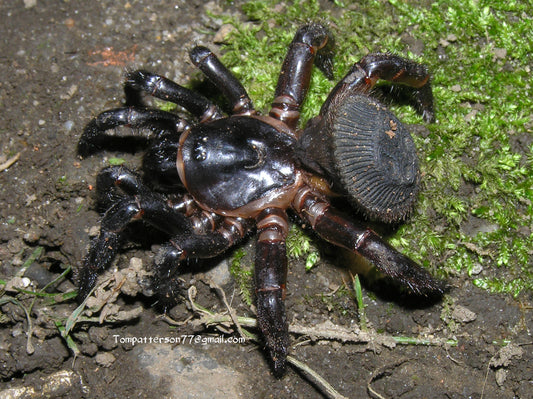 Cyclocosmia latusicosta 2” - 3”