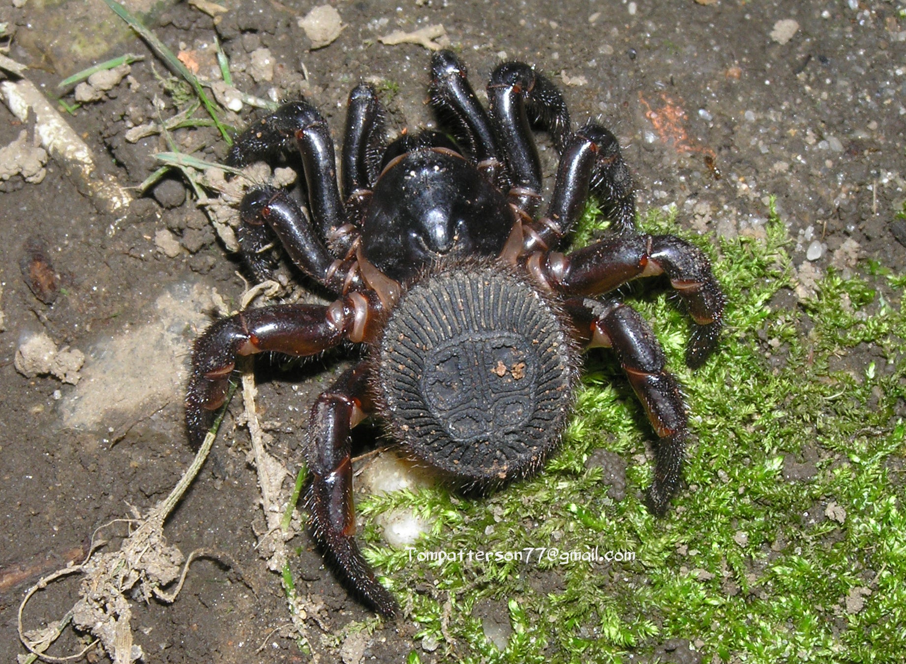 Cyclocosmia latusicosta 2” - 3” – Hardcore Arachnids
