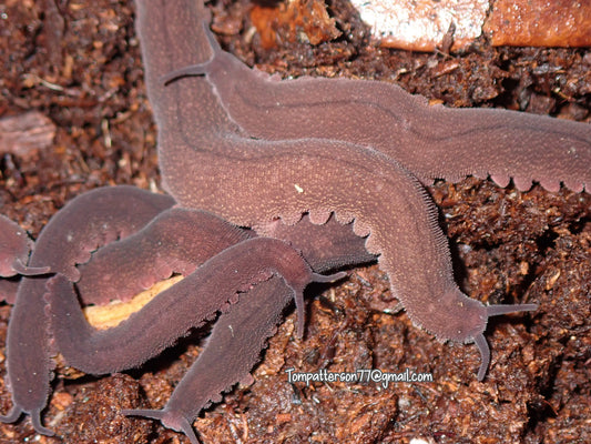 Eoperipatus totoro “Vietnamese Velvet Worm” 2”