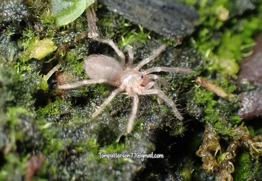 Aphonopelma crinirufum 1/4”