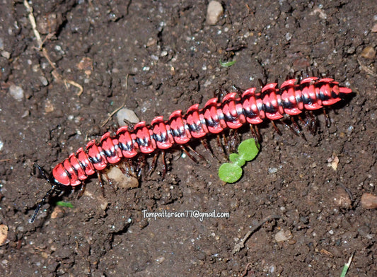 Antheromorpha uncinata 1.5” - 2”