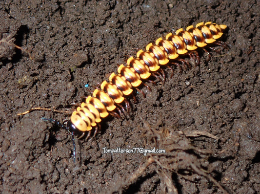 Orthomorpha communis 1” - 2”