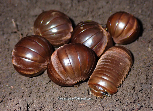 Zephronia siamensis  “Thai Giant Pill Millipede” 1” - 2”