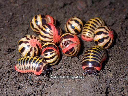 Rhopalomeris carnifex “Rainbow Candy Pill Millipede” 1”