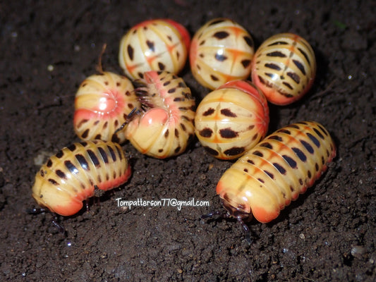 Rhopalomeris carnifex “Candy Corn Pill Millipede” 1”
