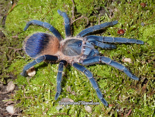 Pseudhapalopus. sp “yellow blue” (Colombia)