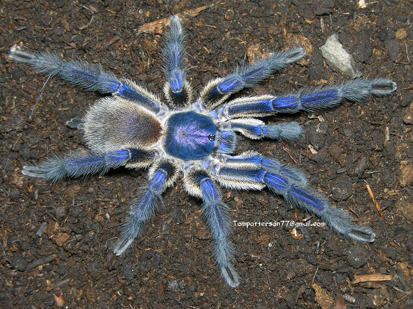 Monocentropus balfouri