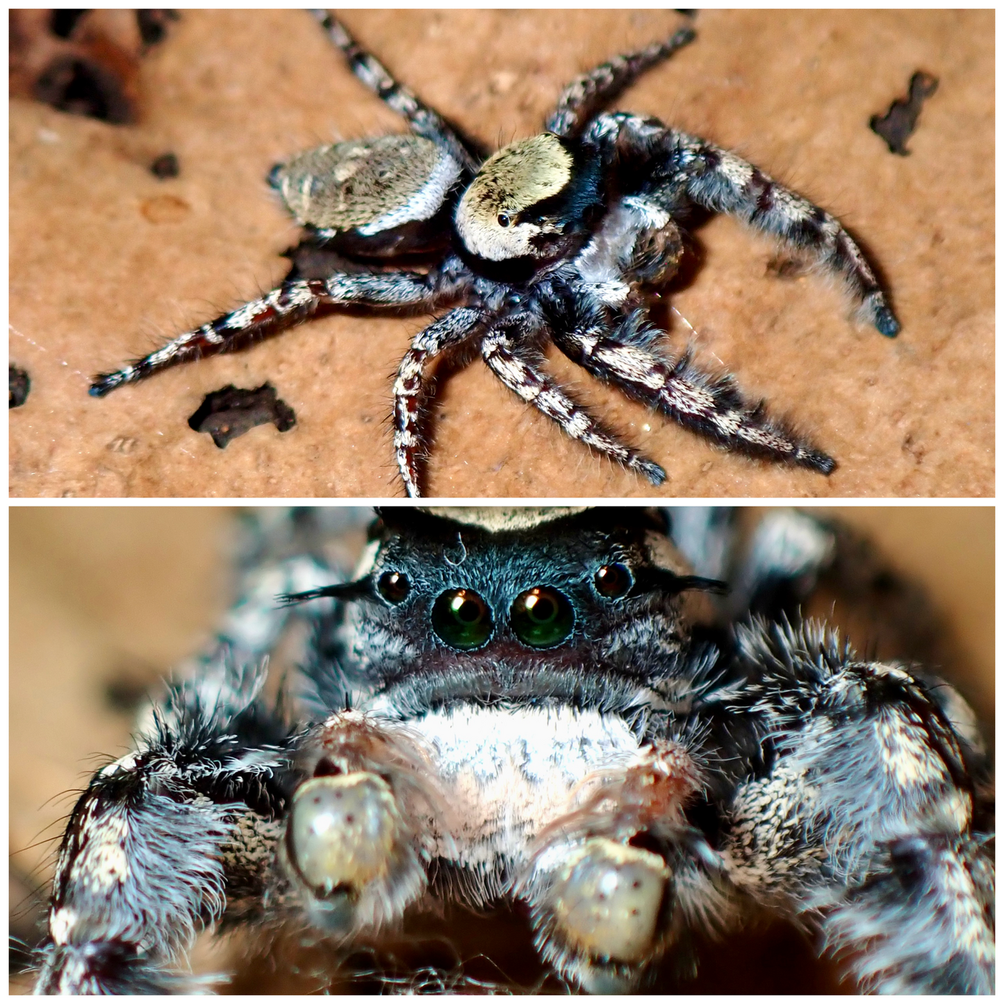 Phidippus carolinensis (Carolina Jumping Spider) pairs