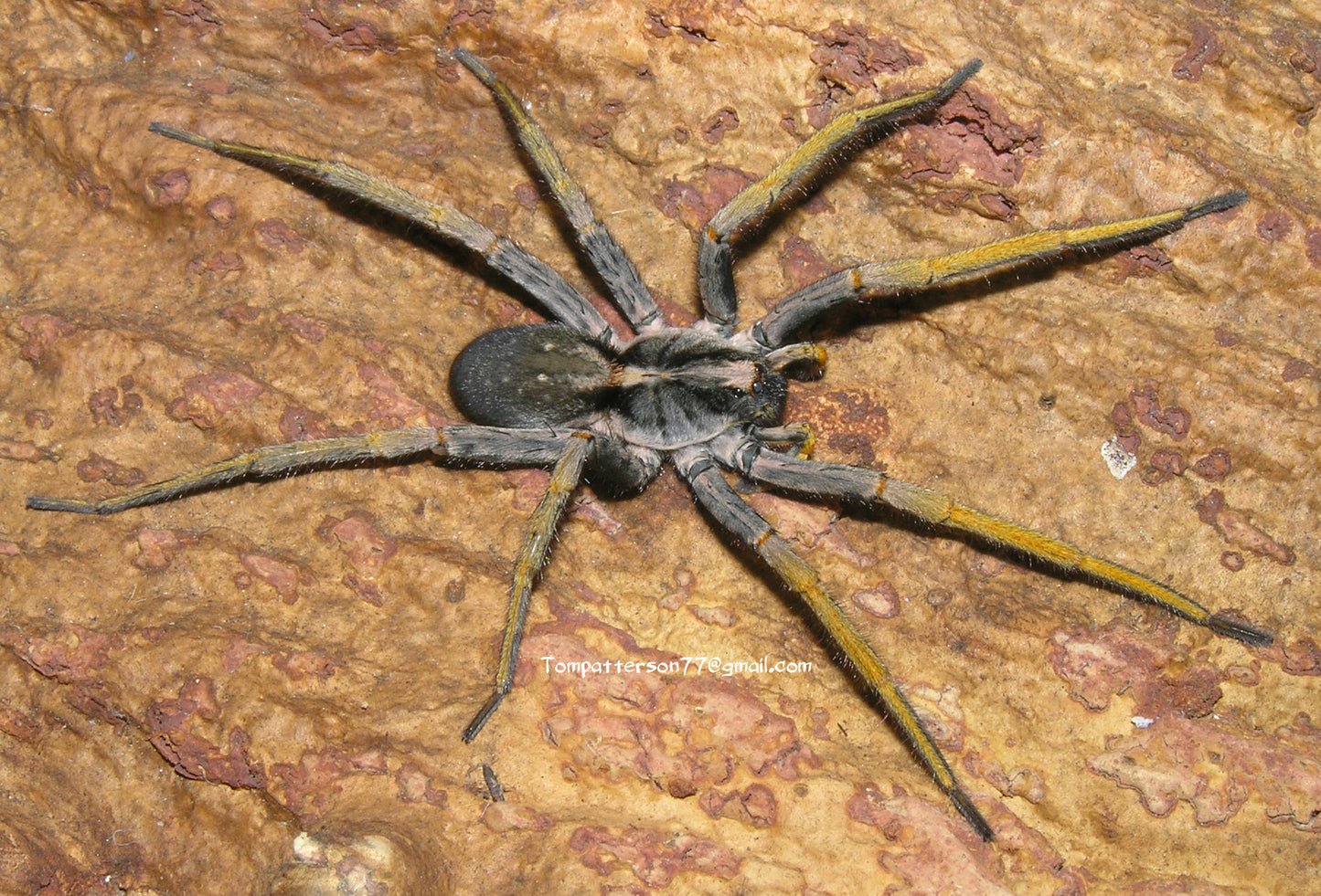Hogna maderiana 1/2”