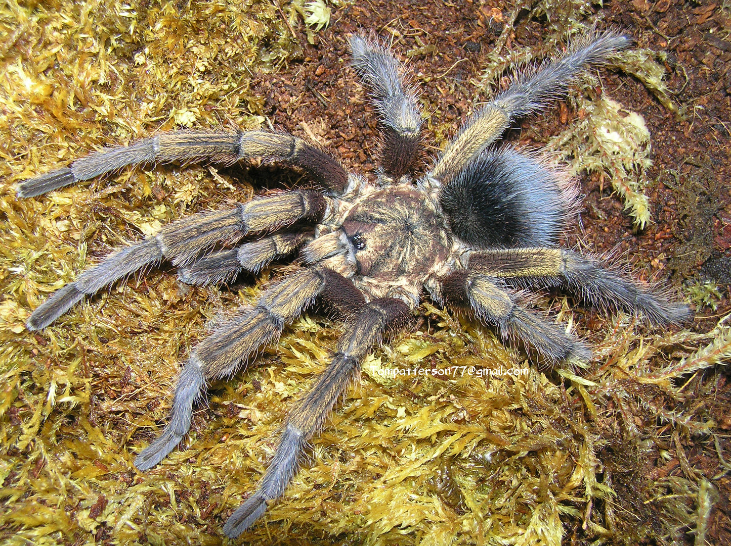 Phormictopus auratus