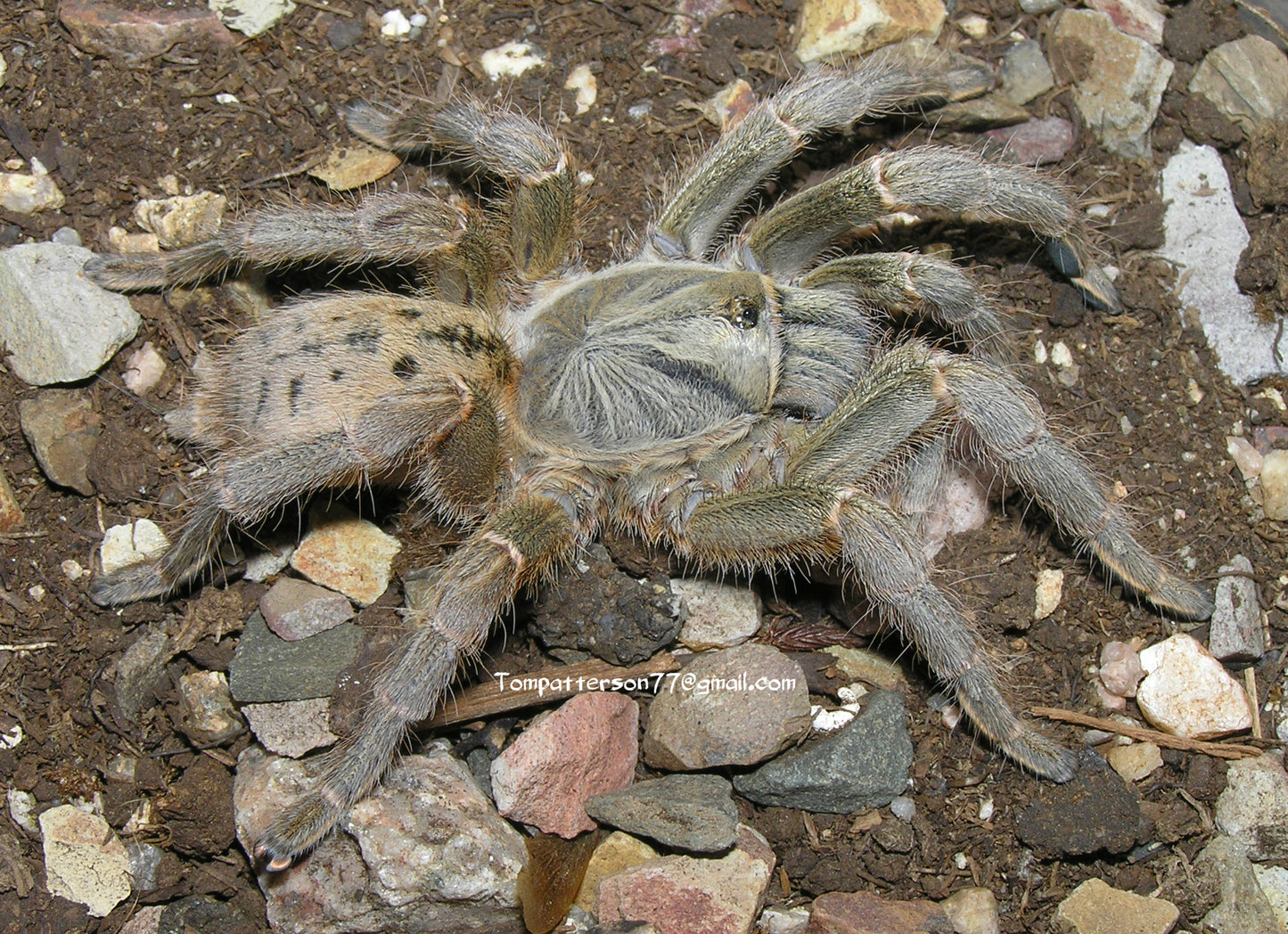 Pterinochilus lugardi