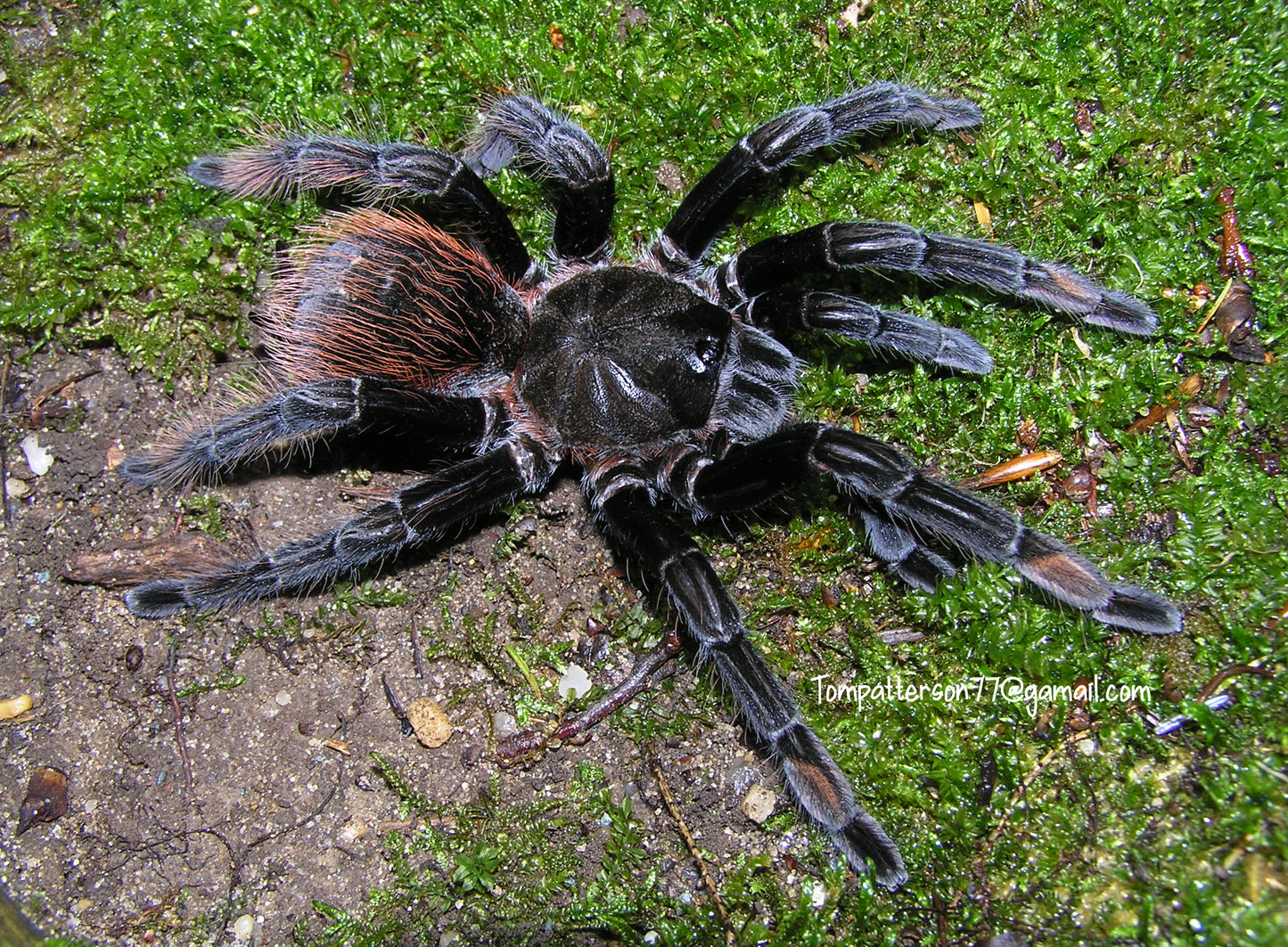 Sericopelma melanotarsum 1”