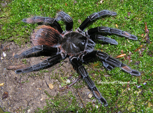 Sericopelma melanotarsum 1”
