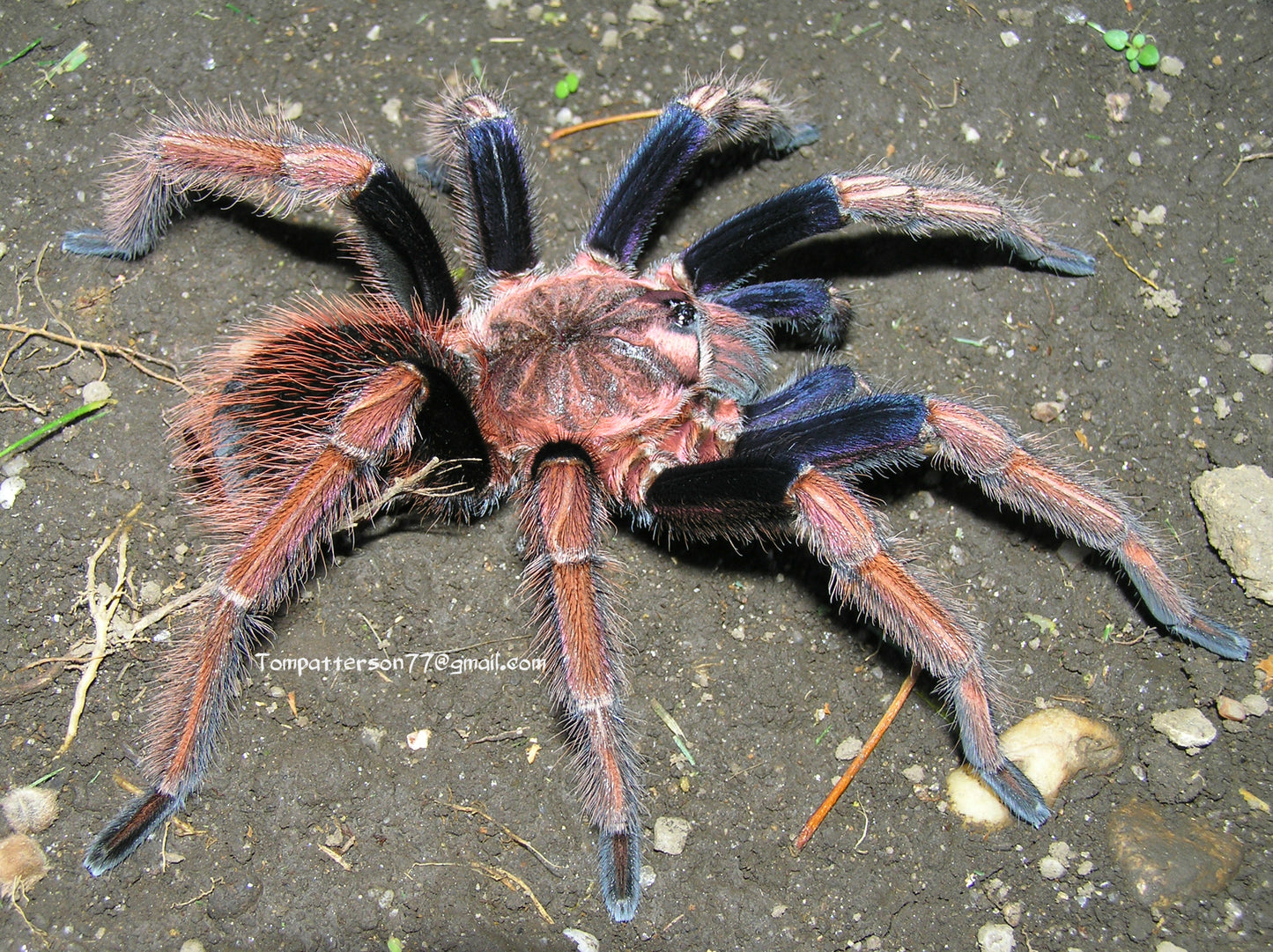 Sericopelma sp. Santa Catalina 1”