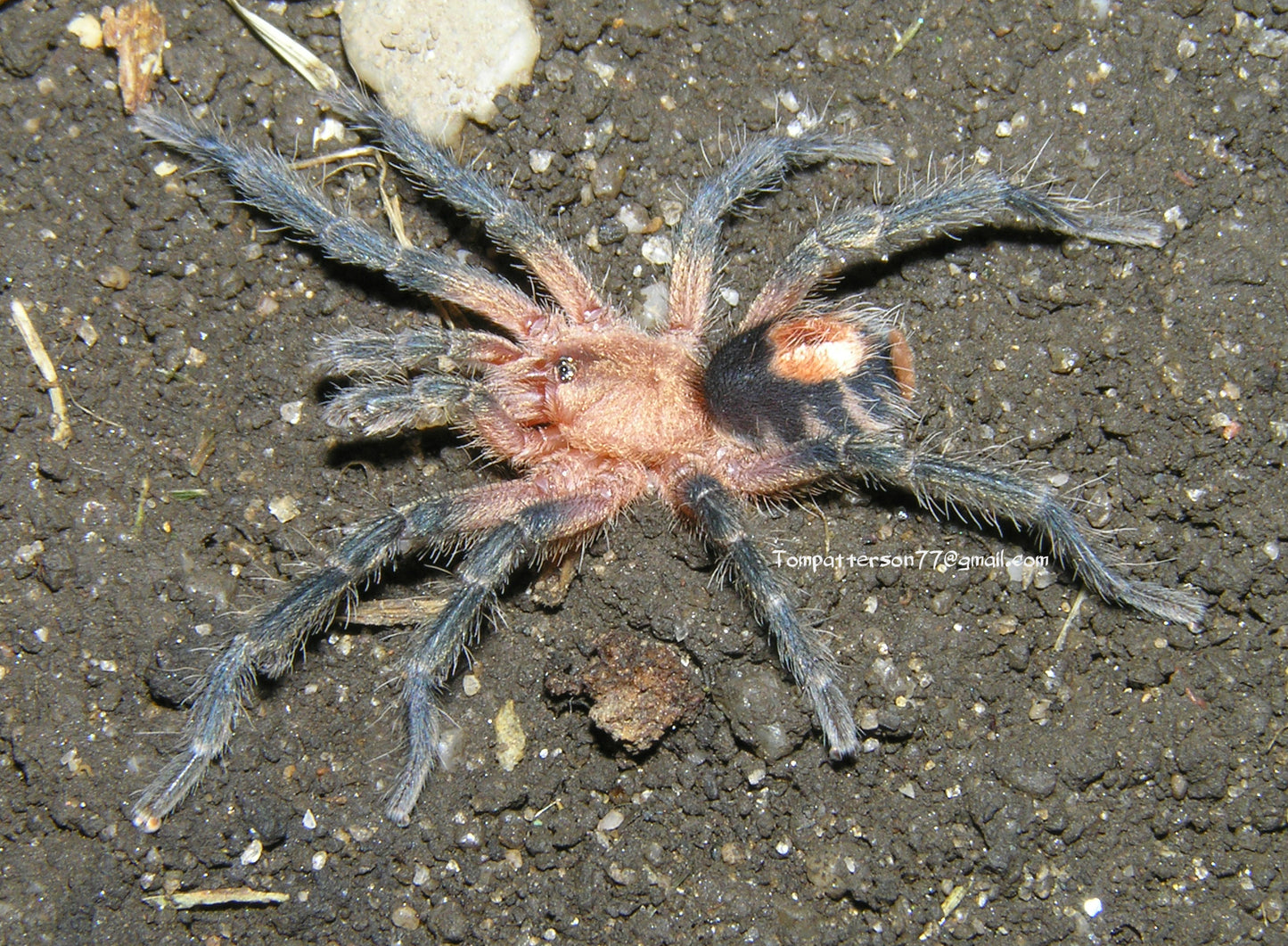 Cyriocosmus perezmilesi