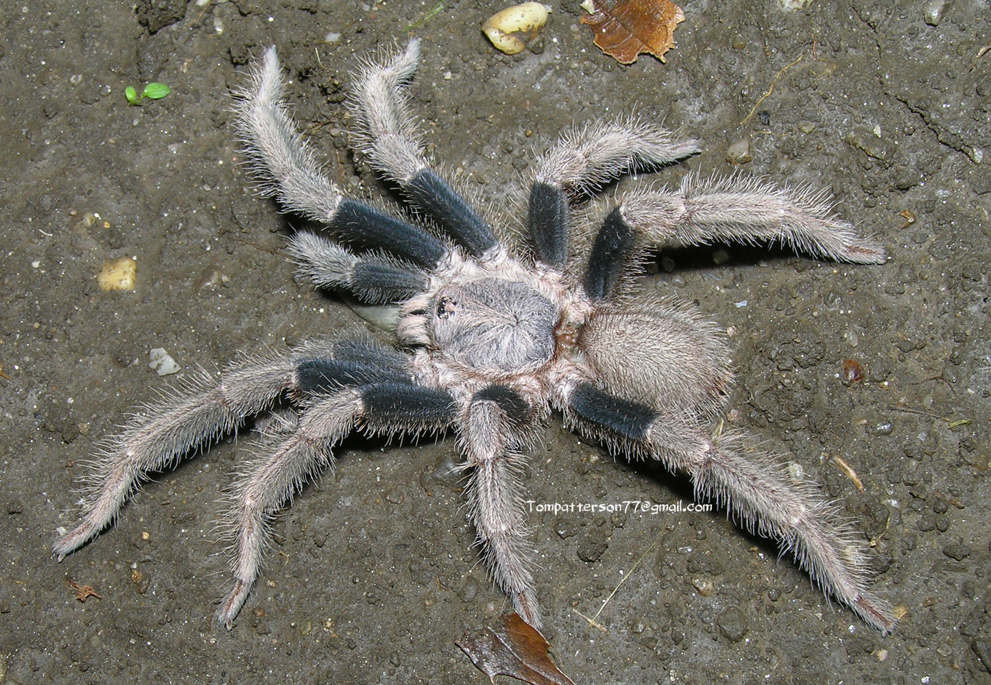 Psednocnemis brachyramosa 3/4”