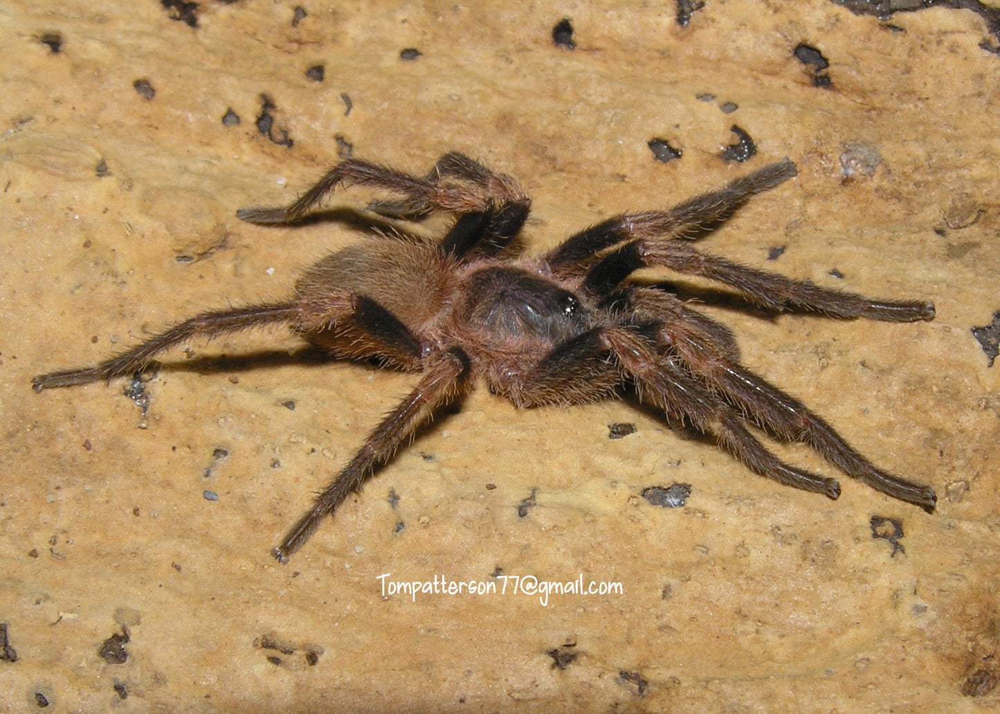 Neischnocolus panamanus 1/8” - 1/4”
