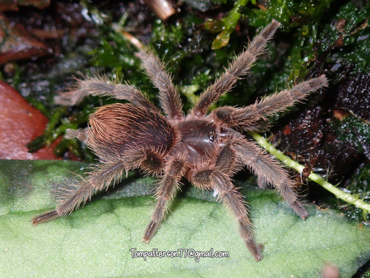 Phormictopus cautus 3/4”+