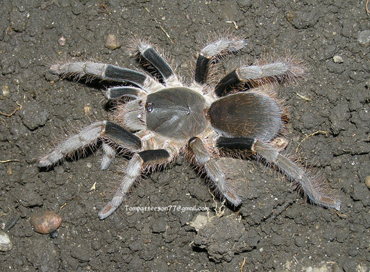 Hysterocrates laticeps group of 5