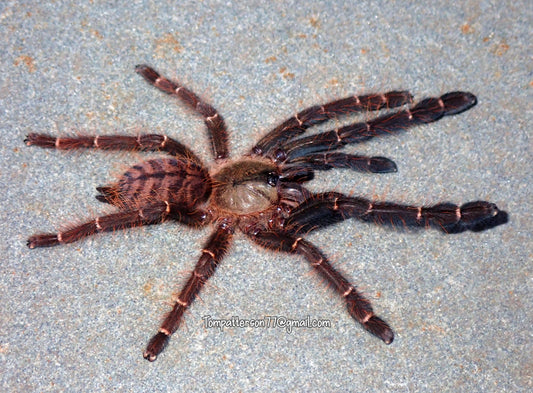 Phormingochilus sp. Akaya