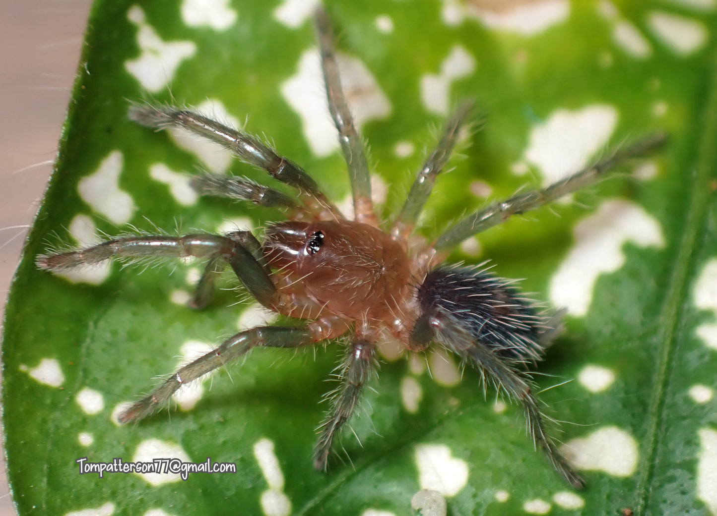 Cyriocosmus sp. Primavera 1/4”