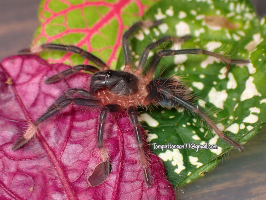 Sericopelma sp. “Azuero” 1”