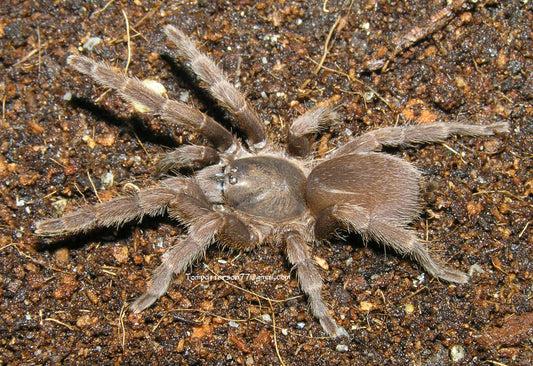 Selenocosmiinae sp. “Dak man” 1/4”