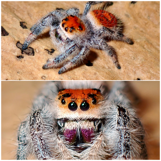 Phidippus regius female jumping spider 057