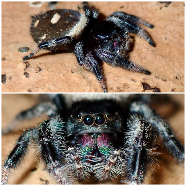 Phidippus regius female jumping spider 058