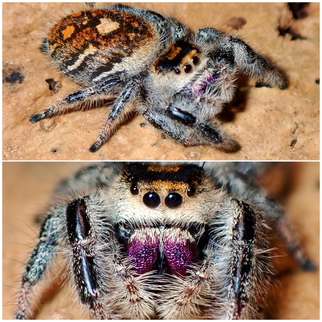 Phidippus regius female jumping spider 059