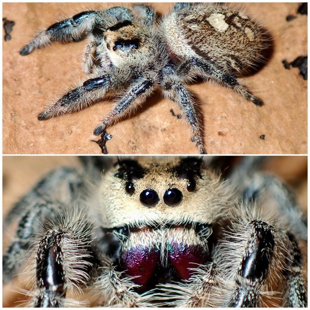 Phidippus regius female jumping spider 060