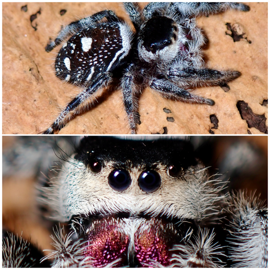 Phidippus regius female jumping spider 061