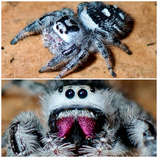 Phidippus regius female jumping spider 062