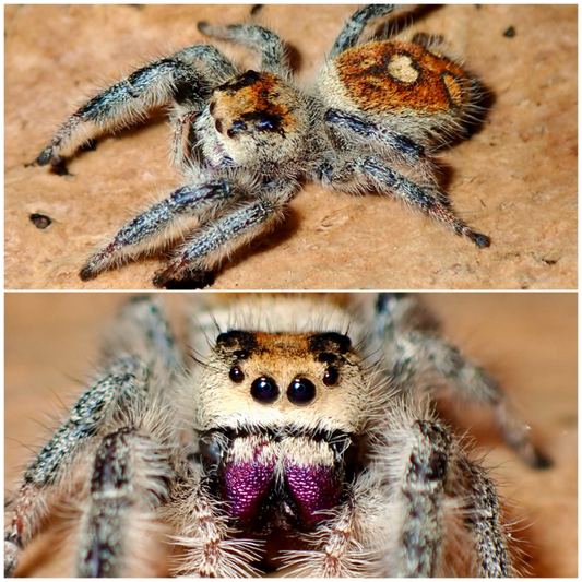 Phidippus regius female jumping spider 063