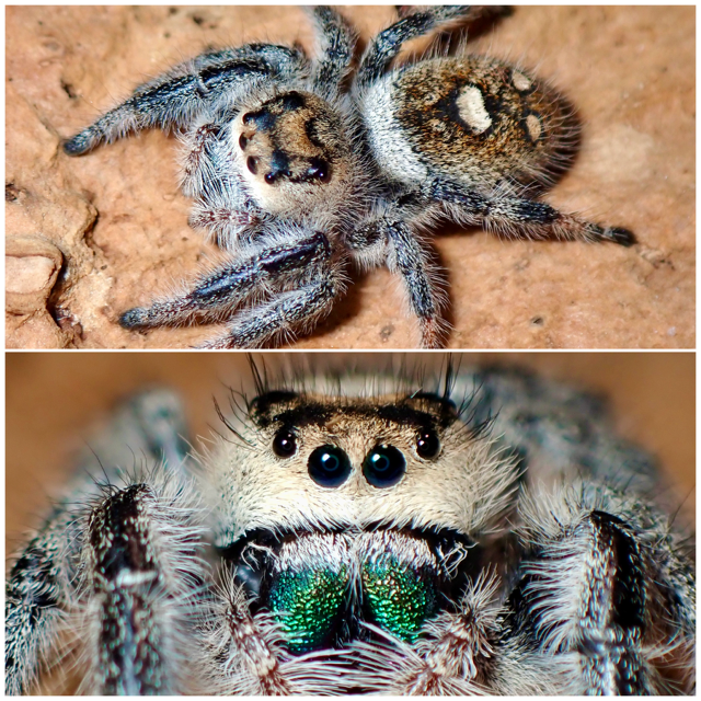 Phidippus regius female jumping spider 064