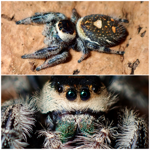 Phidippus regius female jumping spider 065