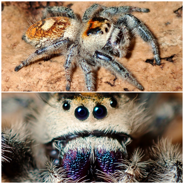 Phidippus regius female jumping spider 066