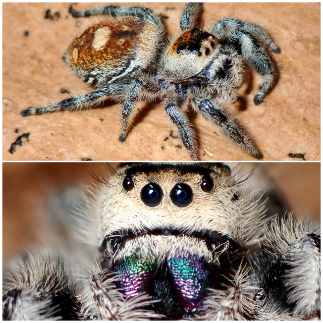 Phidippus regius female jumping spider 067