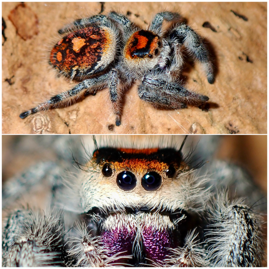 Phidippus regius female jumping spider 068