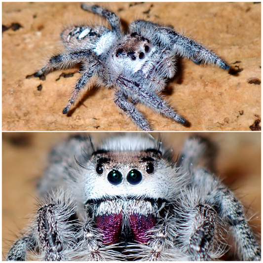 Phidippus regius female jumping spider 069