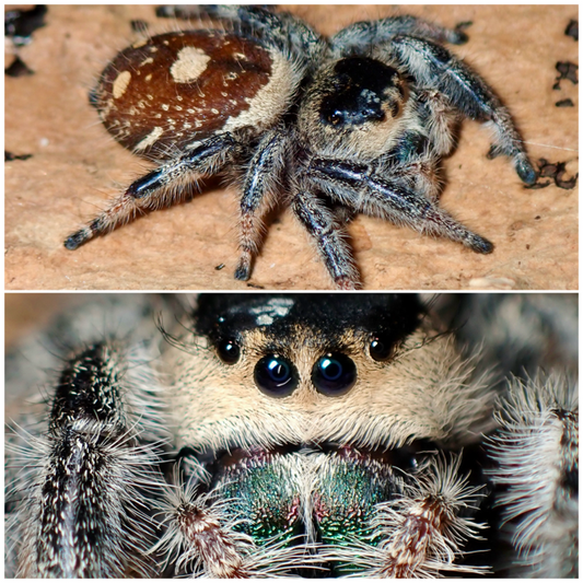 Phidippus regius female jumping spider 070