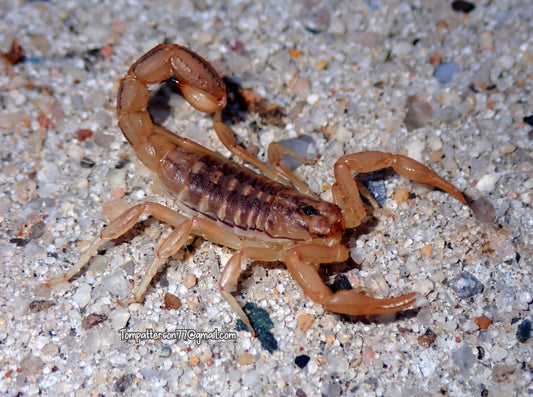 Paravaejovis spinigerus 1.5”