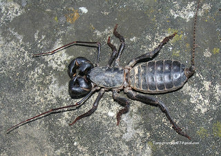Mastigoproctus giganteus 2” - 4”